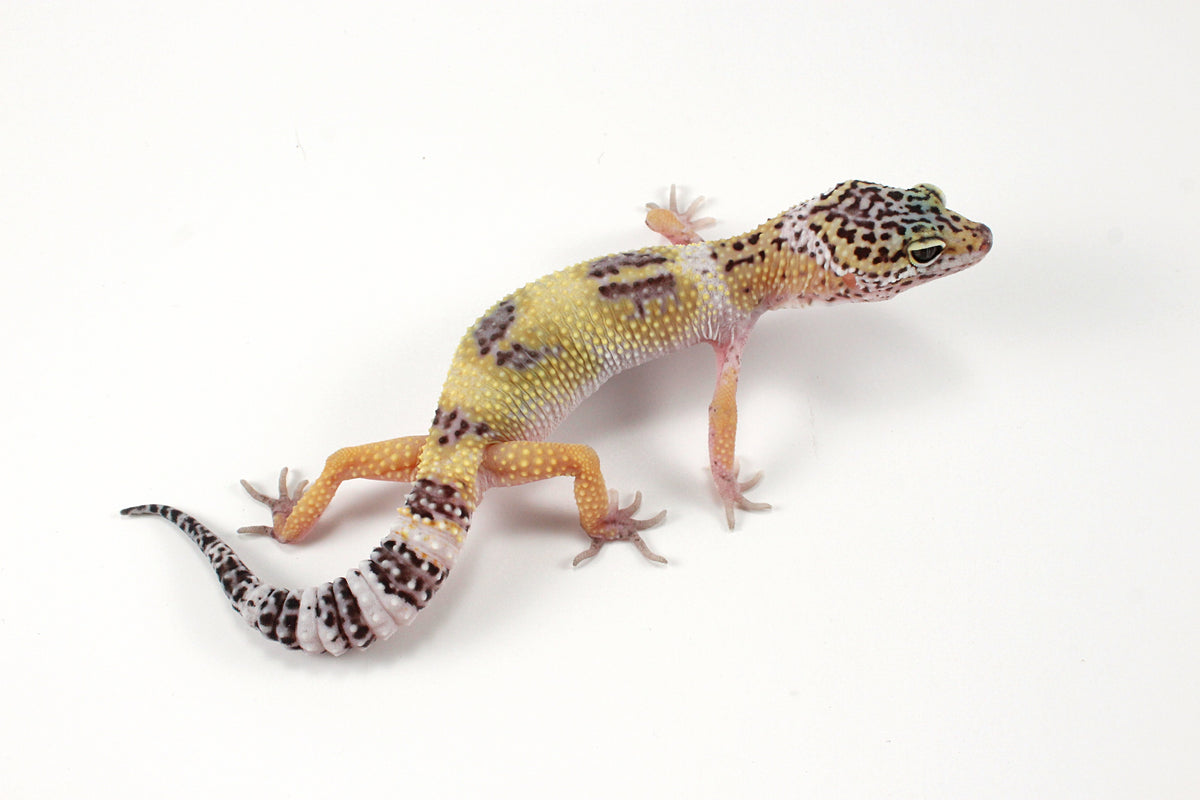 Galaxy X Murphy's Patternless Leopard Gecko