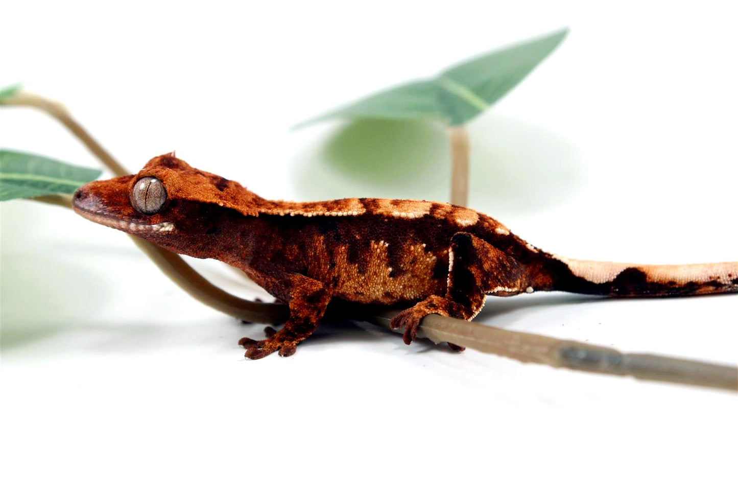 Harlequin Crested Gecko