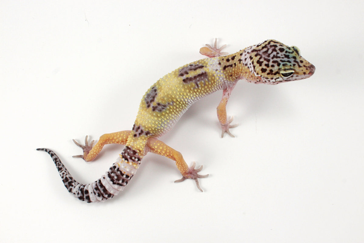 Galaxy X Murphy's Patternless Leopard Gecko