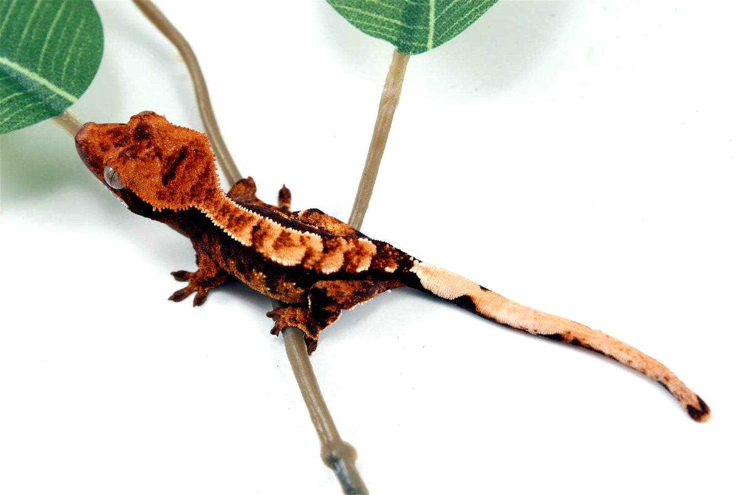 Harlequin Crested Gecko