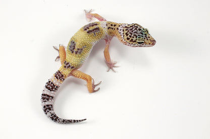 Galaxy X Murphy's Patternless Leopard Gecko