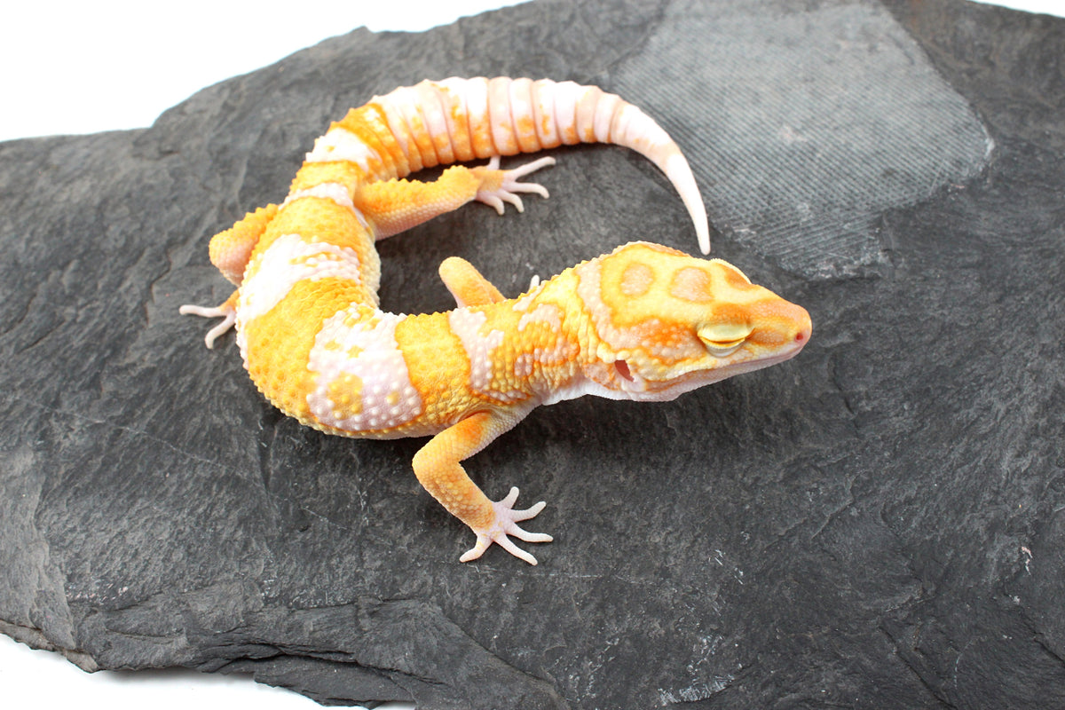 White and Yellow Tremper Albino Leopard Gecko