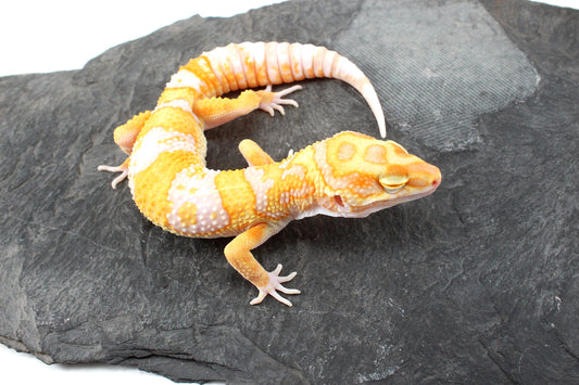 White and Yellow Tremper Albino Leopard Gecko
