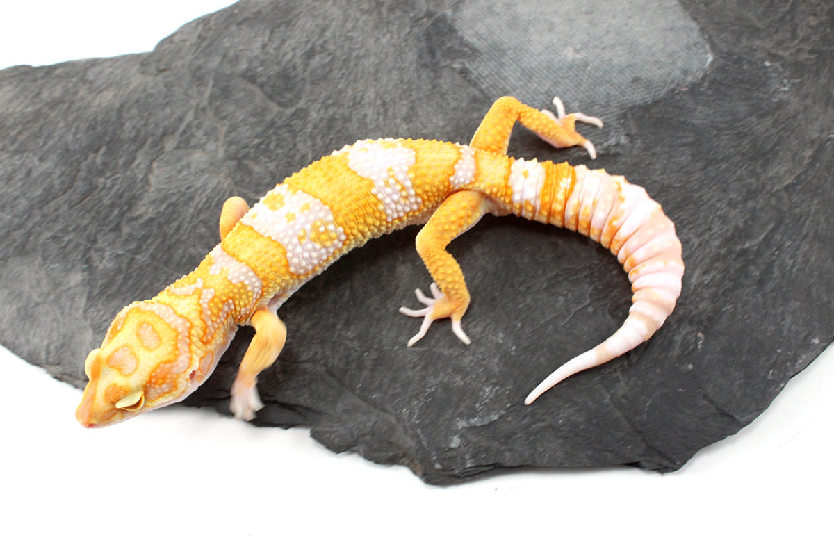 White and Yellow Tremper Albino Leopard Gecko