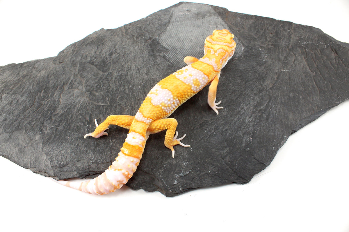 White and Yellow Tremper Albino Leopard Gecko