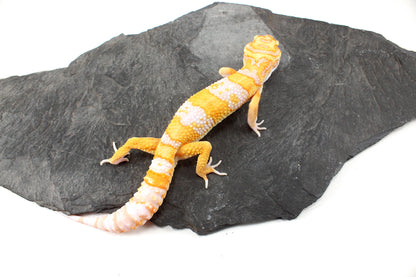 White and Yellow Tremper Albino Leopard Gecko
