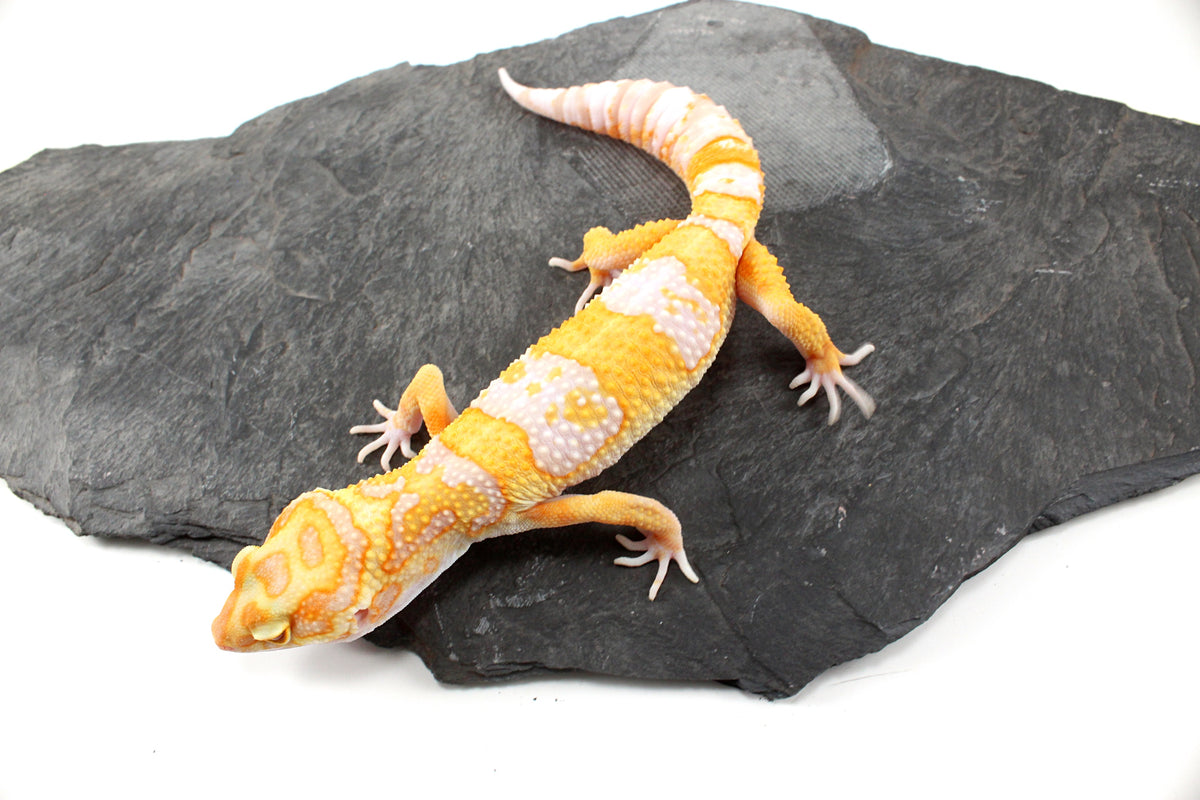 White and Yellow Tremper Albino Leopard Gecko