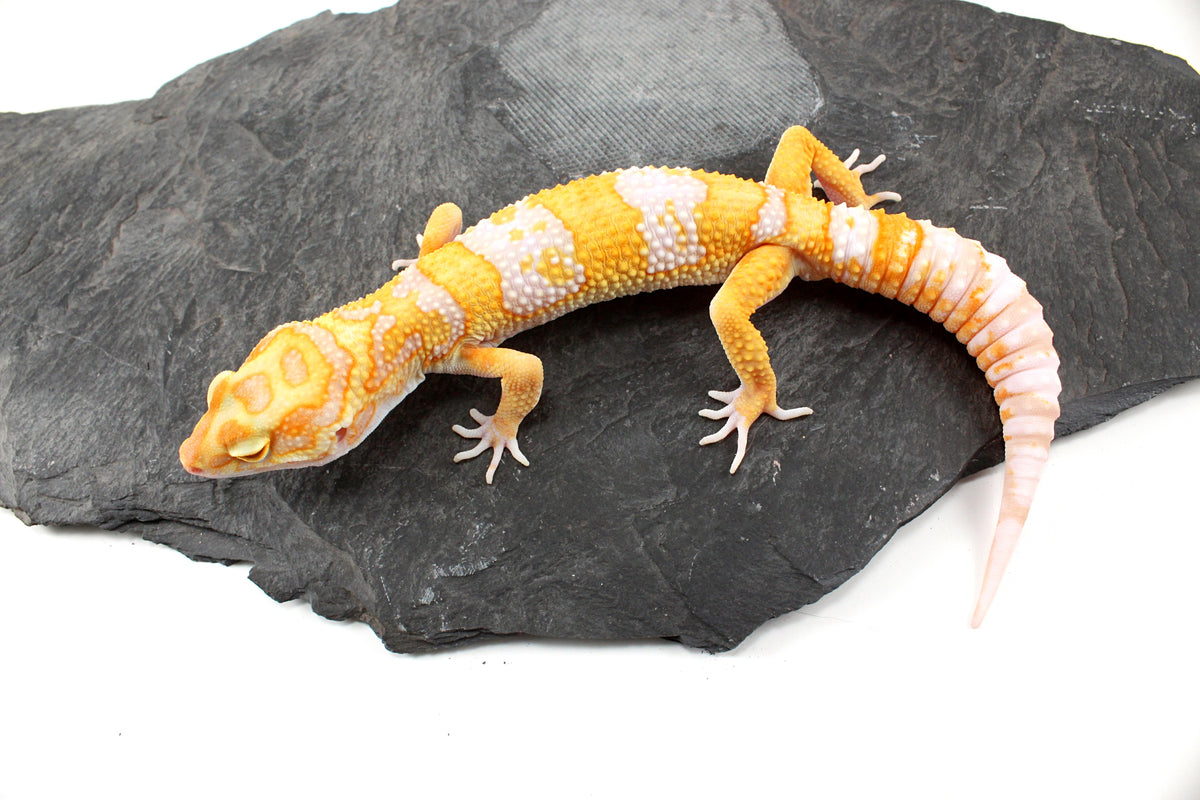 White and Yellow Tremper Albino Leopard Gecko
