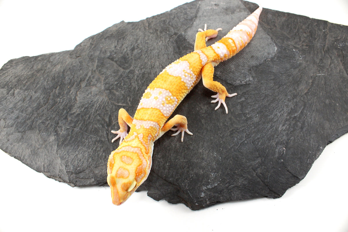 White and Yellow Tremper Albino Leopard Gecko