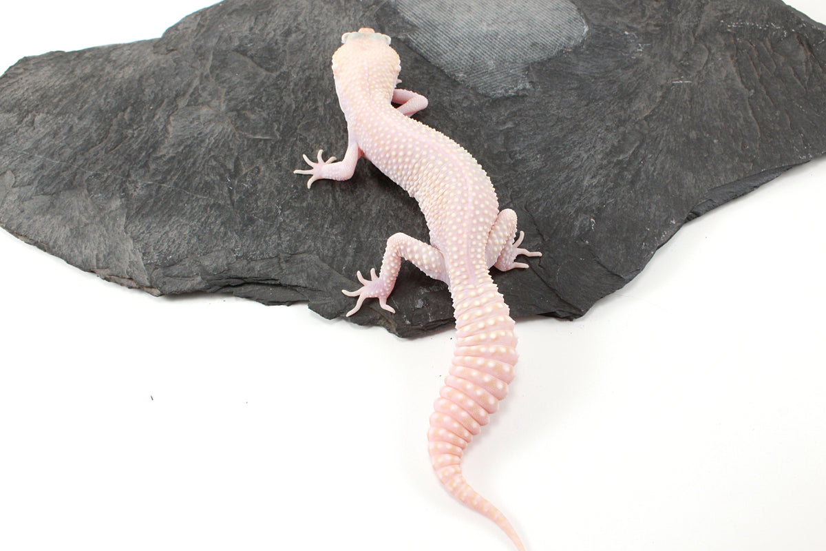 Super RAPTOR Leopard Gecko