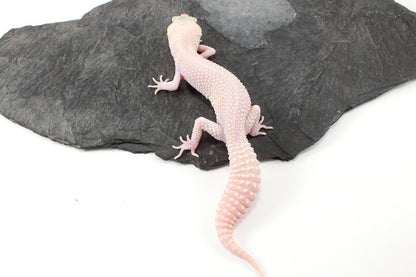 Super RAPTOR Leopard Gecko