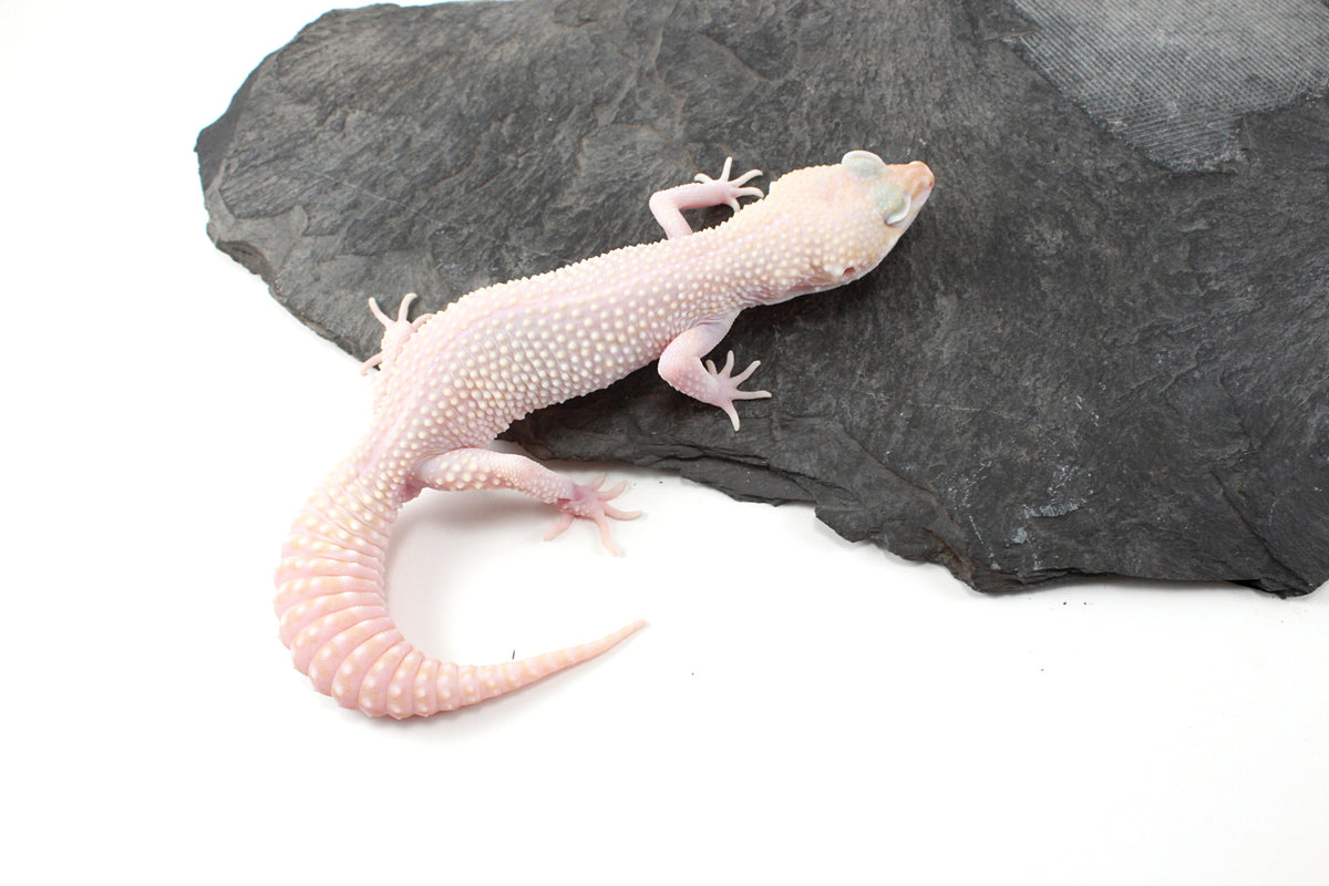 Super RAPTOR Leopard Gecko