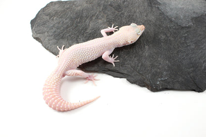 Super RAPTOR Leopard Gecko