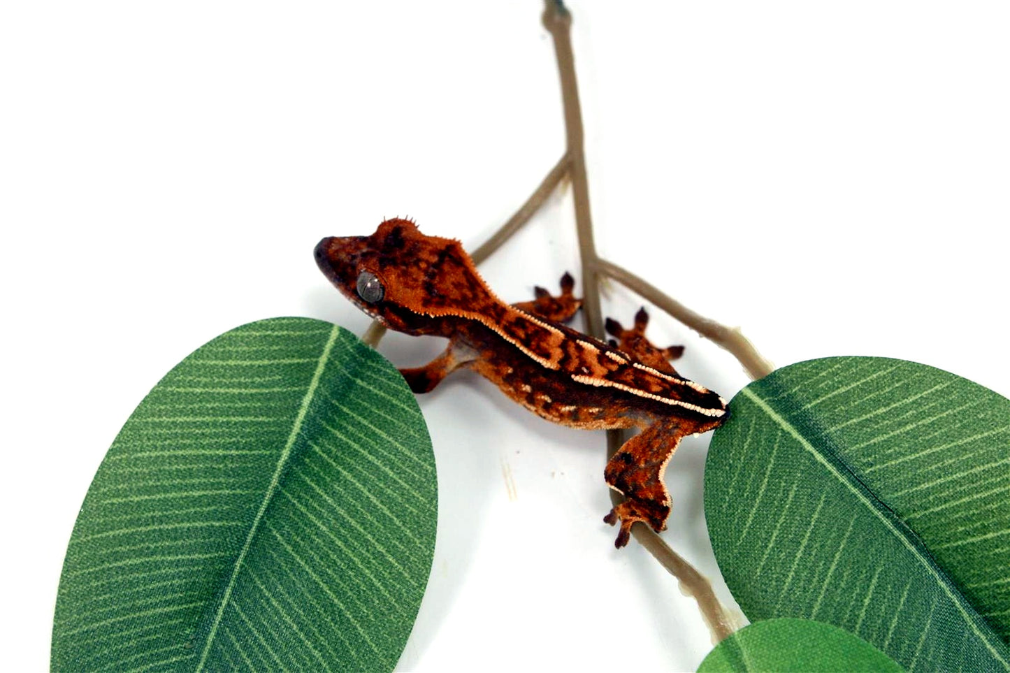 Harlequin Crested Gecko - Tailess