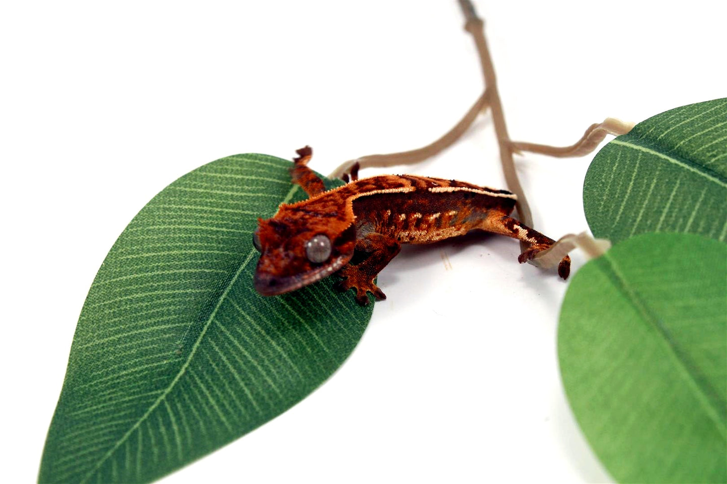 Harlequin Crested Gecko - Tailess