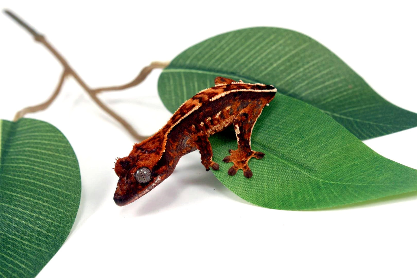 Harlequin Crested Gecko - Tailess