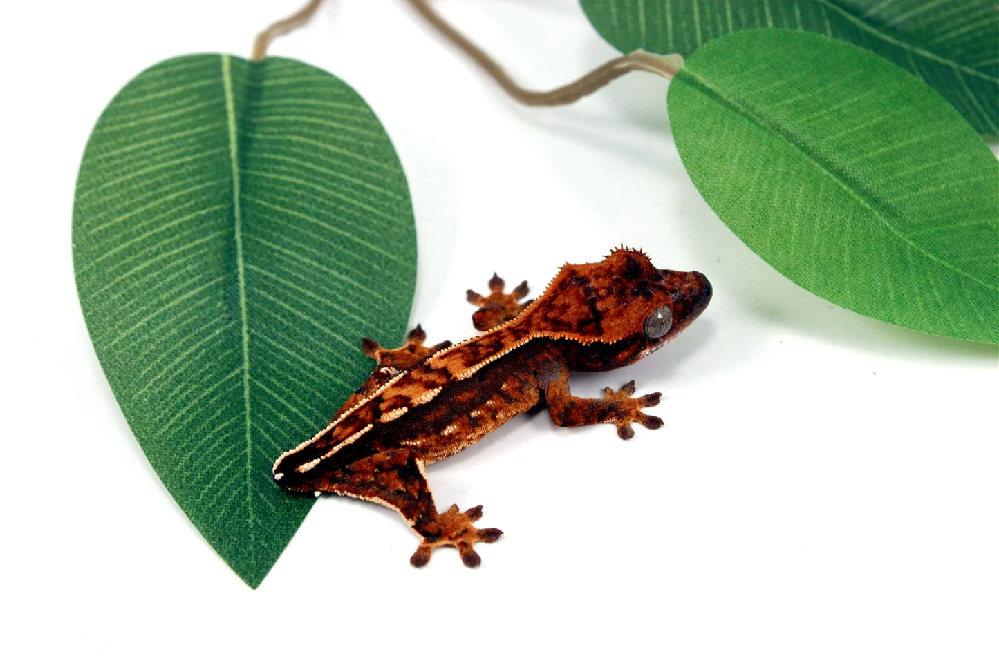 Harlequin Crested Gecko - Tailess