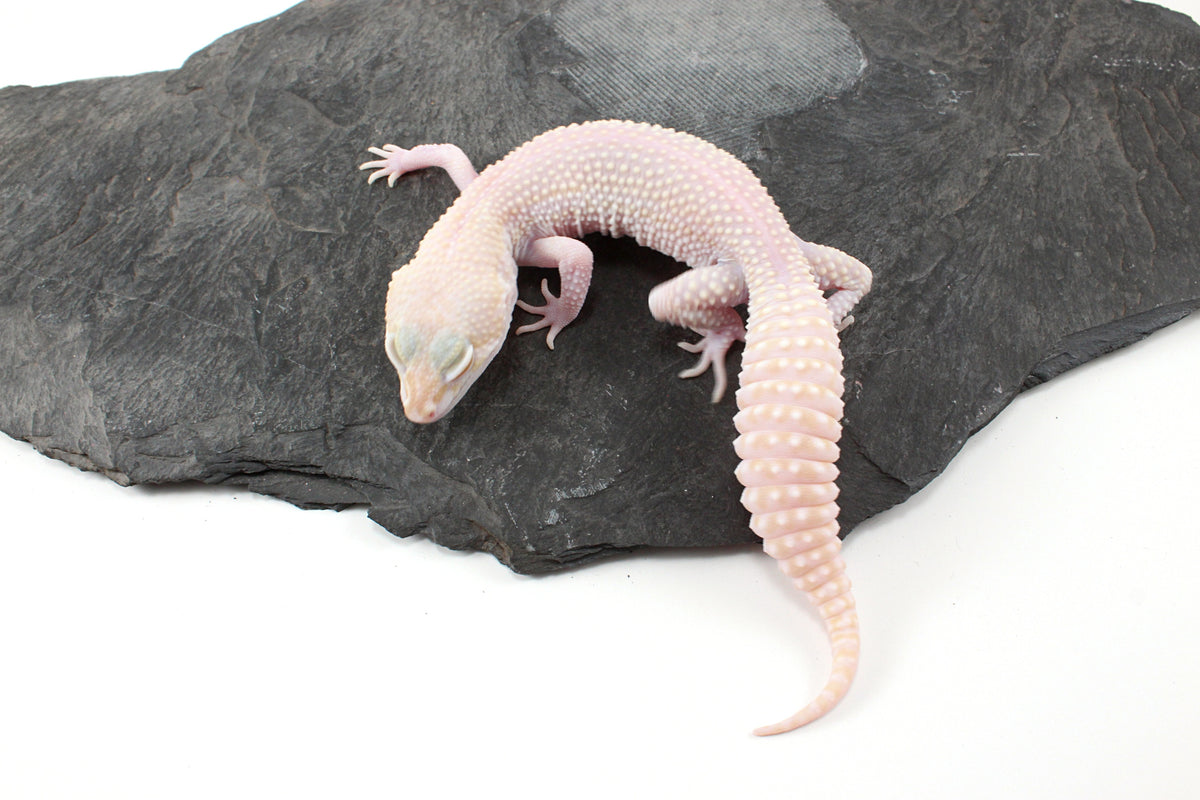 Super RAPTOR Leopard Gecko