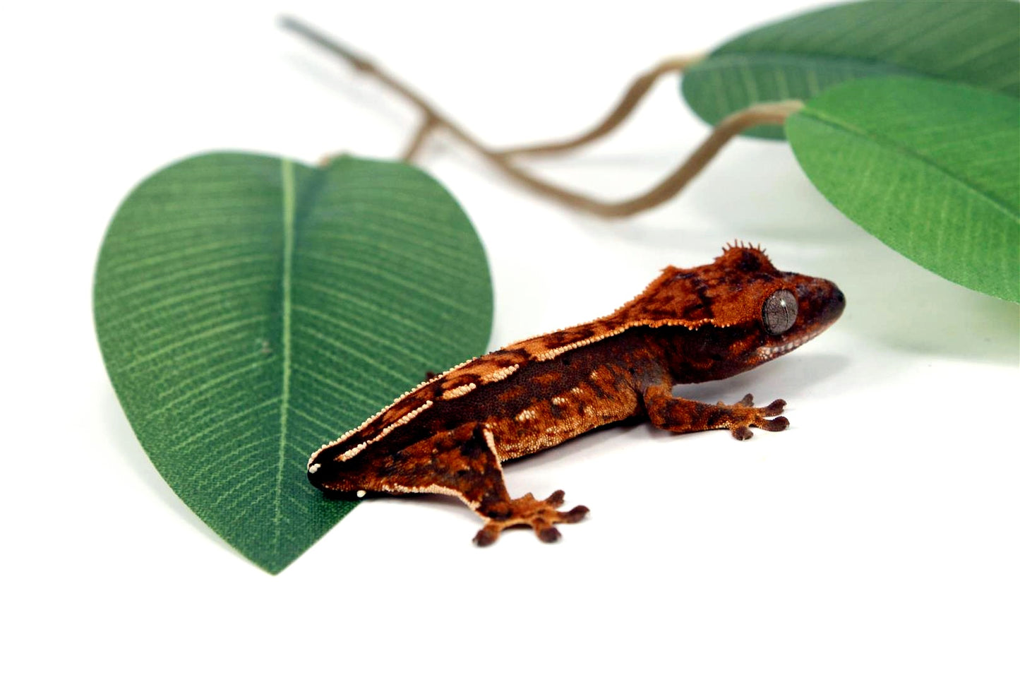 Harlequin Crested Gecko - Tailess