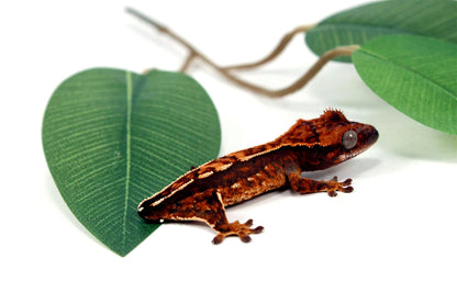 Harlequin Crested Gecko - Tailess