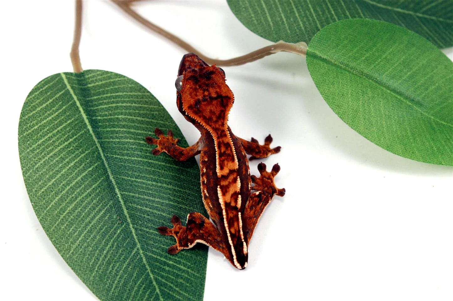 Harlequin Crested Gecko - Tailess