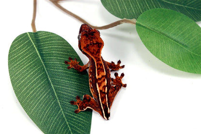Harlequin Crested Gecko - Tailess