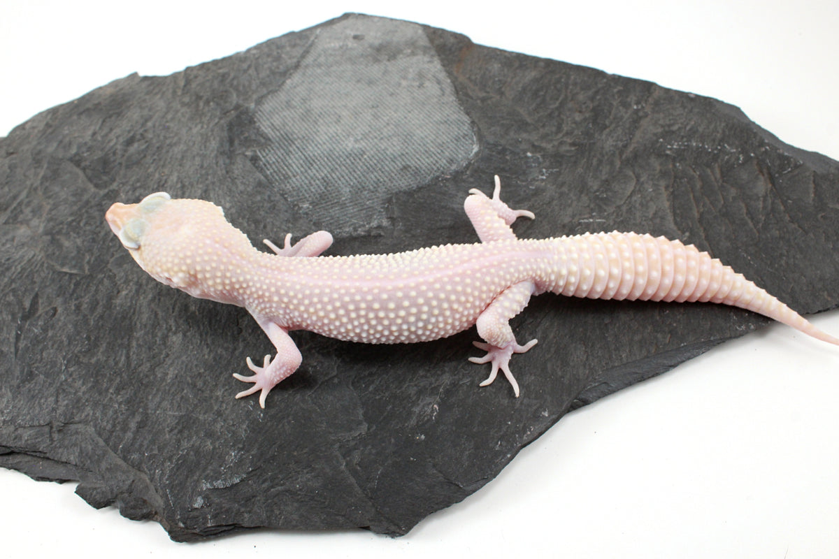Super RAPTOR Leopard Gecko