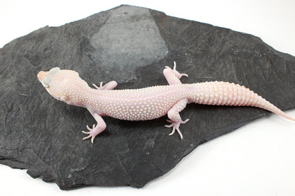 Super RAPTOR Leopard Gecko