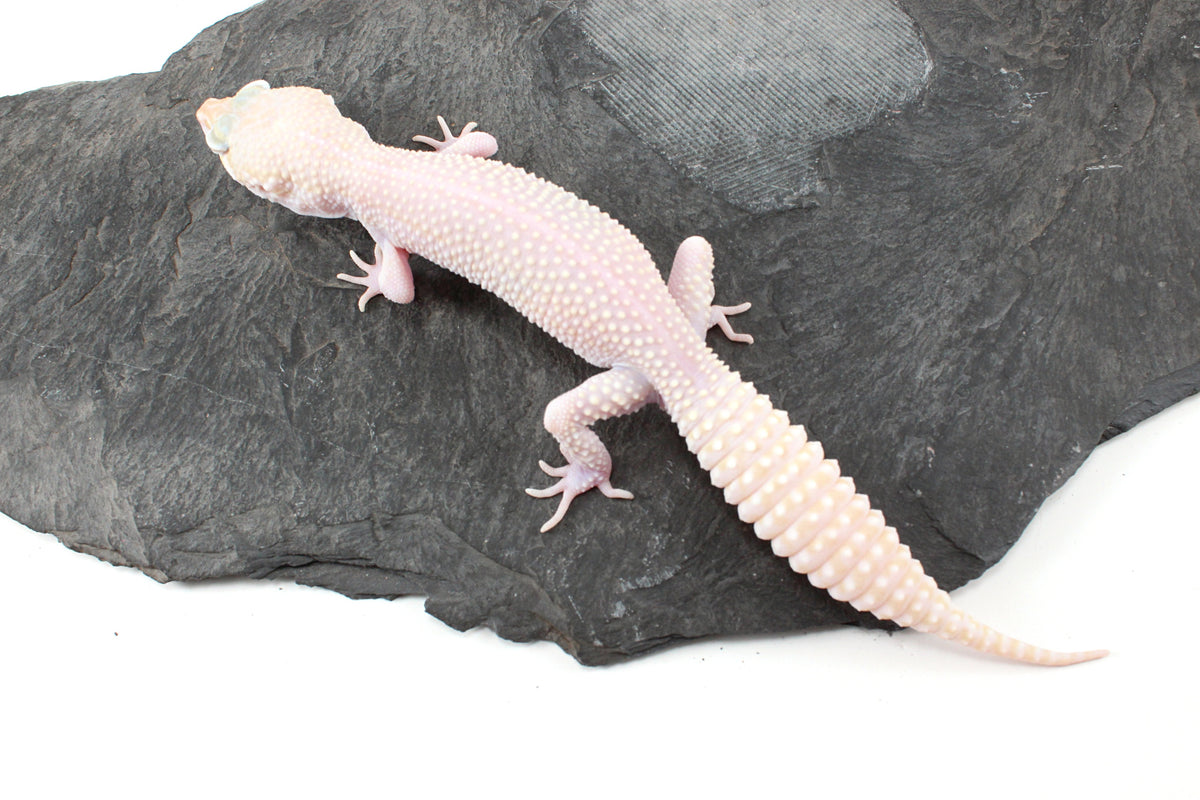 Super RAPTOR Leopard Gecko