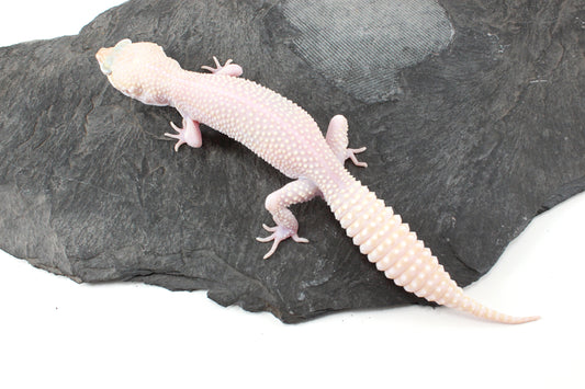Super RAPTOR Leopard Gecko