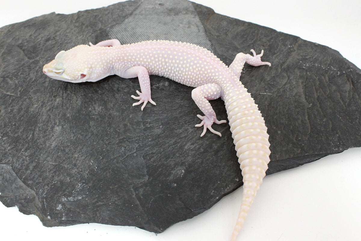 Super RAPTOR Leopard Gecko
