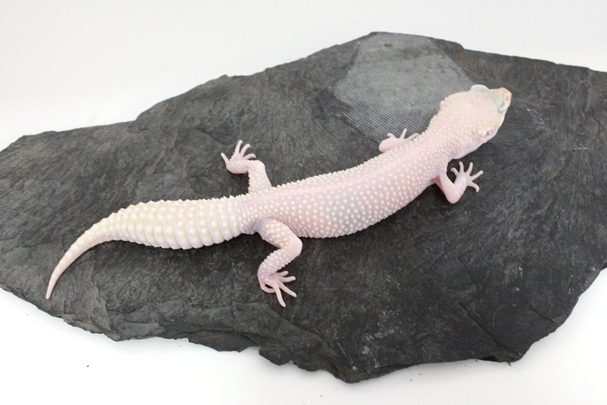 Super RAPTOR Leopard Gecko