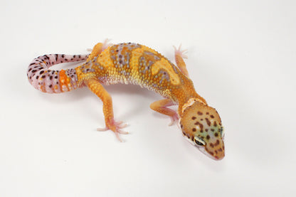 High Yellow Leopard Gecko