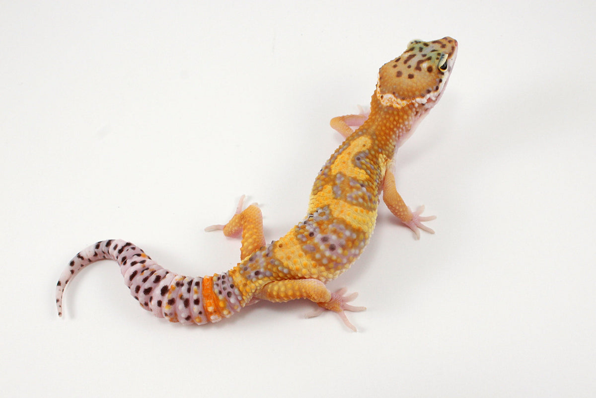High Yellow Leopard Gecko