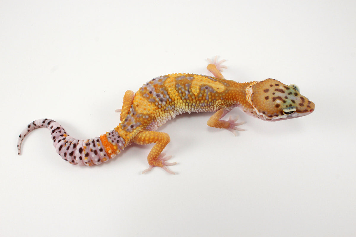 High Yellow Leopard Gecko
