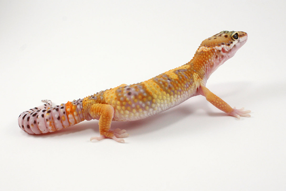 High Yellow Leopard Gecko