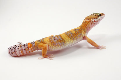 High Yellow Leopard Gecko