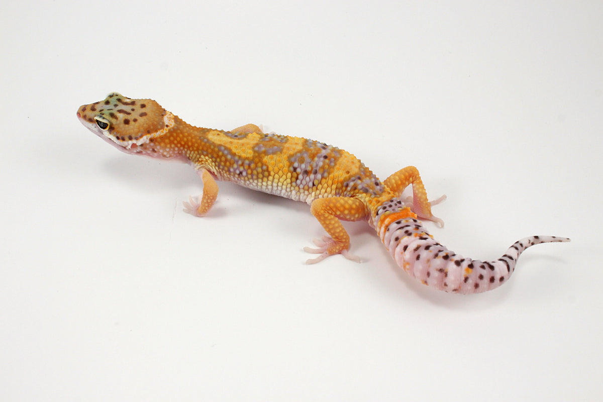 High Yellow Leopard Gecko