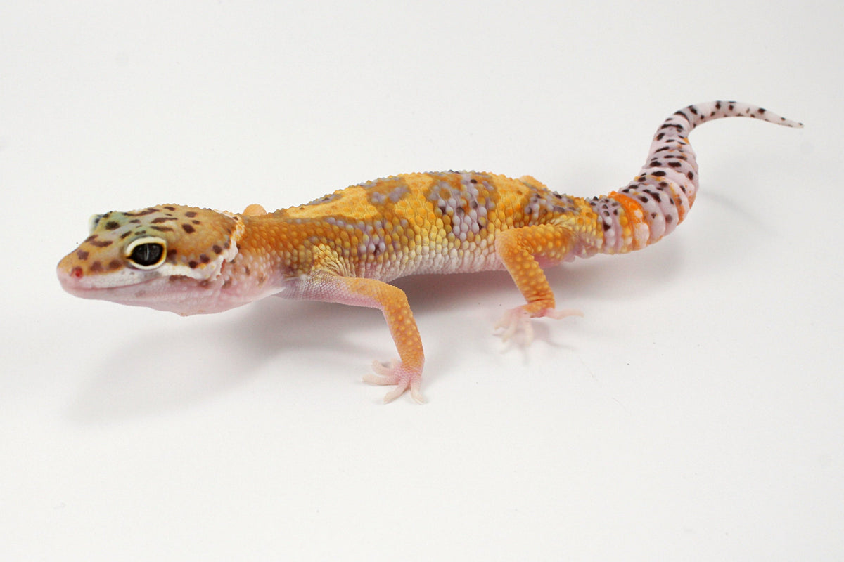 High Yellow Leopard Gecko