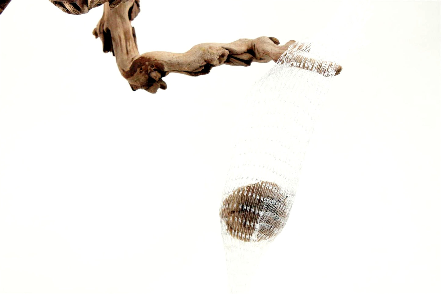 Praying Mantis Egg Sac - Outdoors