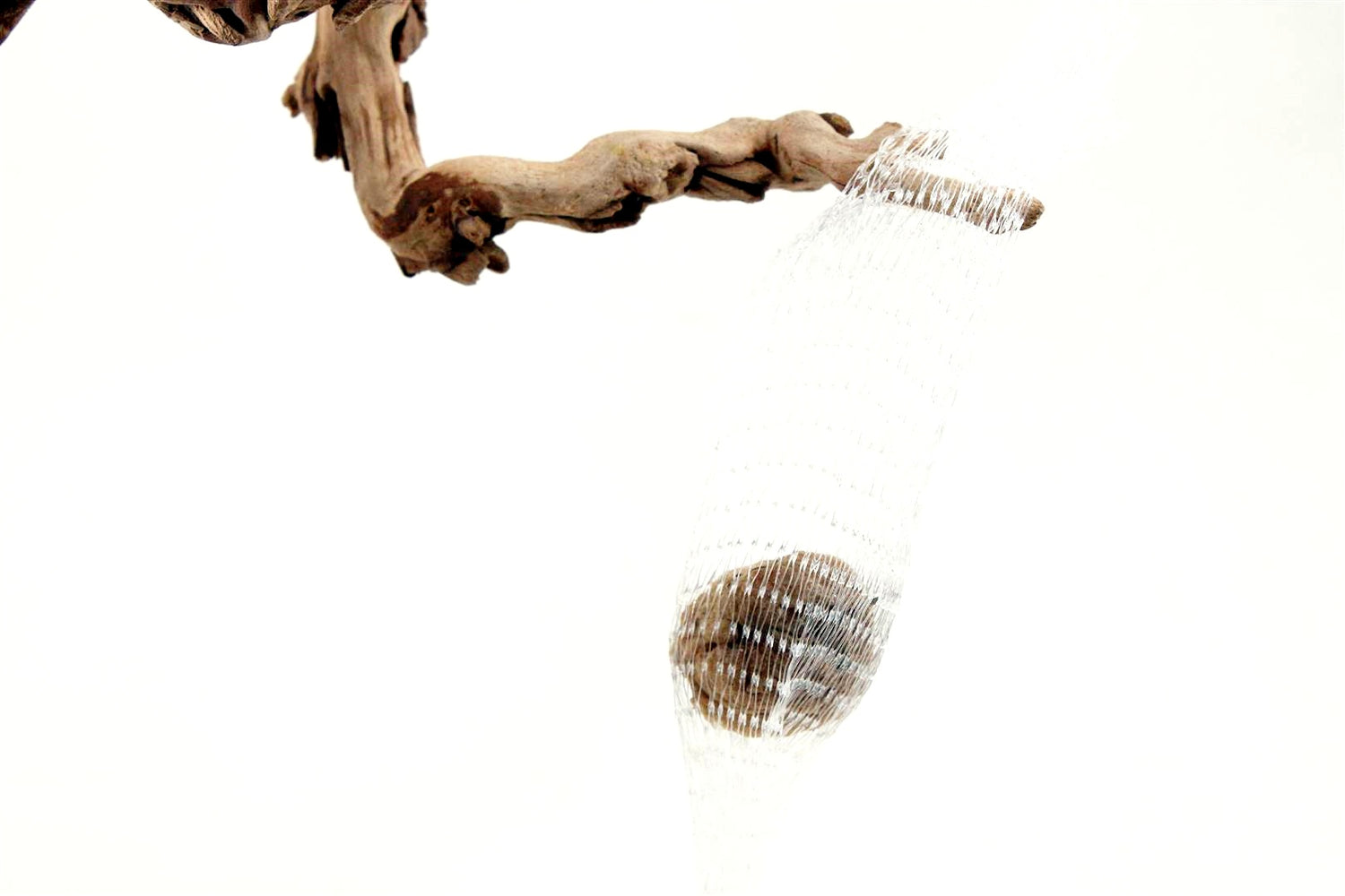 Praying Mantis Egg Sac - Outdoors SOLD OUT All Reptiles