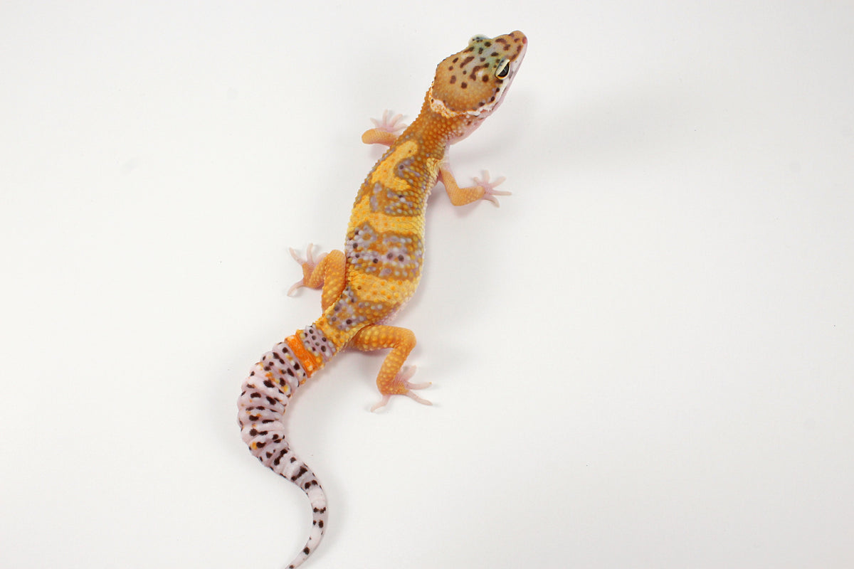 High Yellow Leopard Gecko