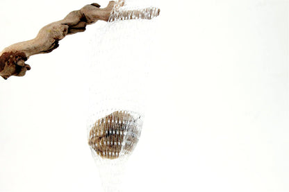 Praying Mantis Egg Sac - Outdoors