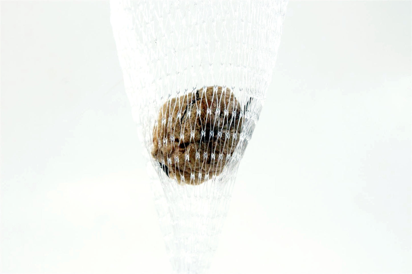 Praying Mantis Egg Sac - Outdoors
