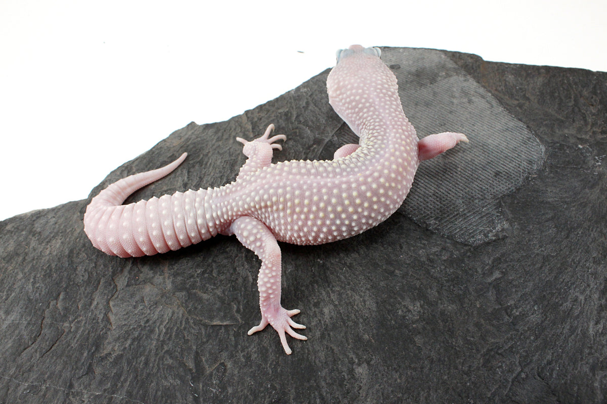Snow Blizzard Leopard Gecko