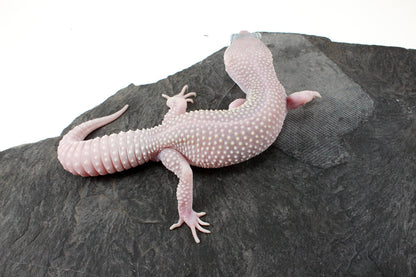 Snow Blizzard Leopard Gecko