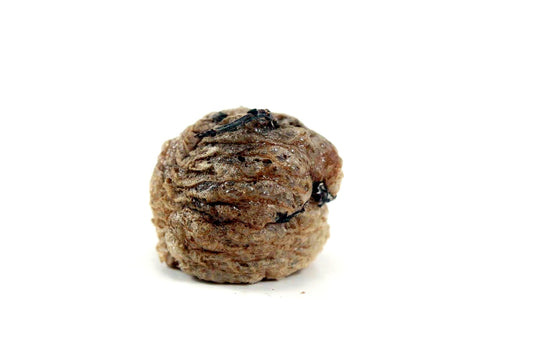 Praying Mantis Egg Sac - Outdoors SOLD OUT All Reptiles