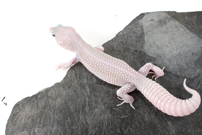 Snow Blizzard Leopard Gecko