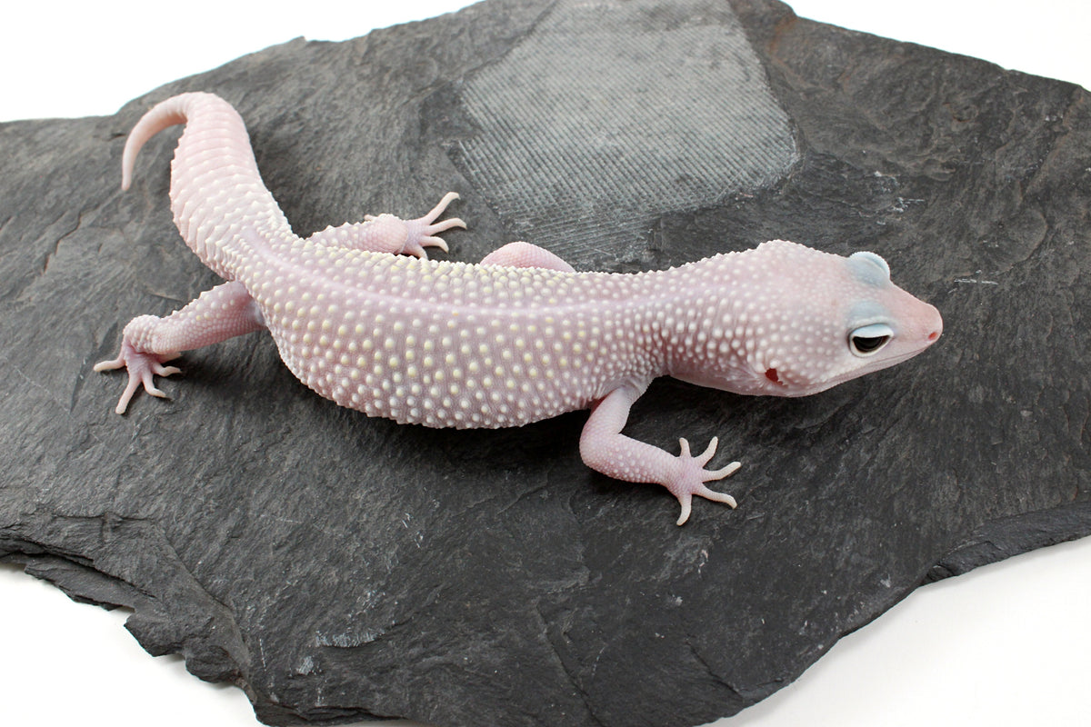 Snow Blizzard Leopard Gecko