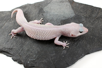Snow Blizzard Leopard Gecko